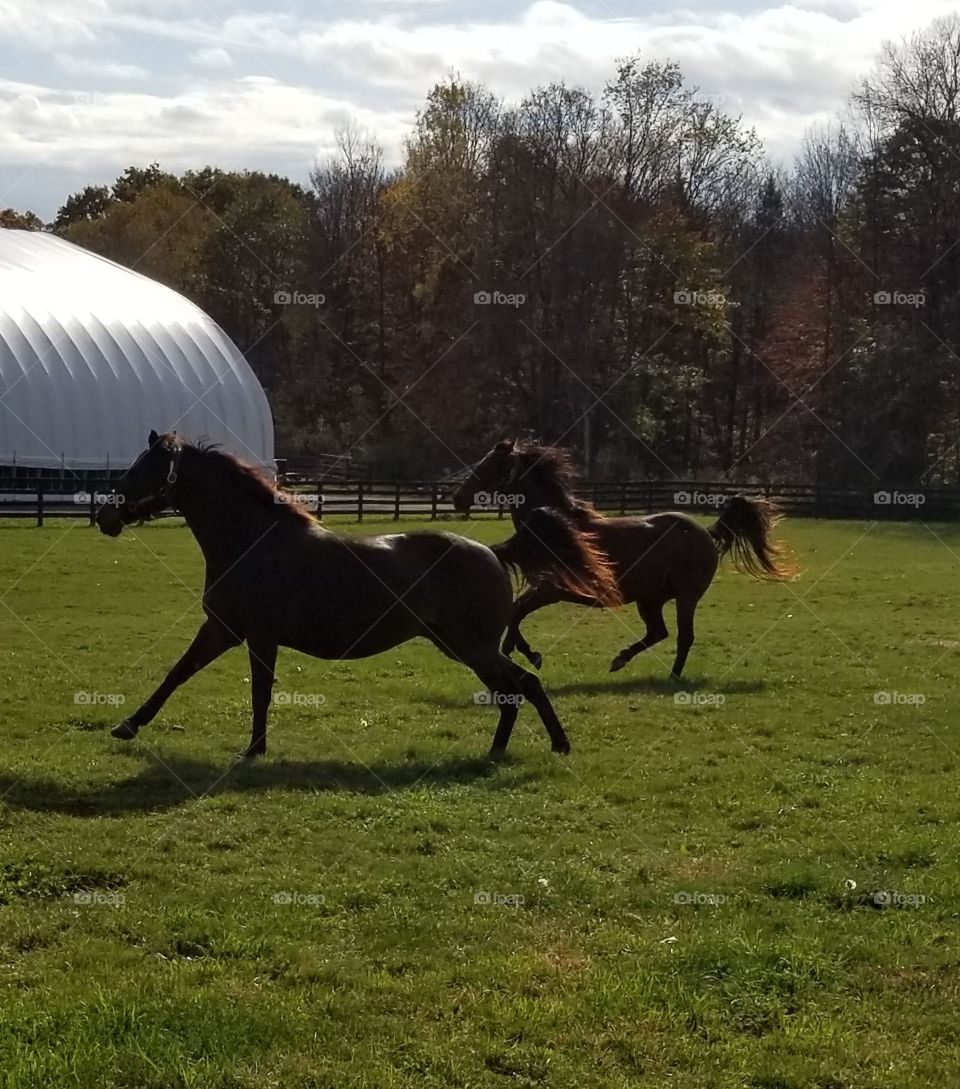 Horse, Cavalry, Mammal, Equestrian, Mare