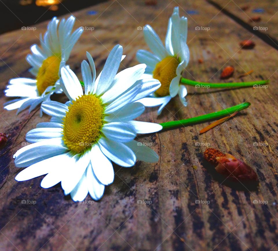 Three's a Crowd. Three daisies laid beautifully together.