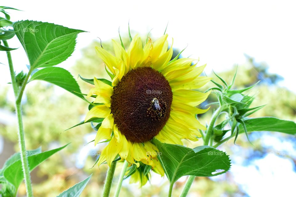 Happy sunflower, happy bees