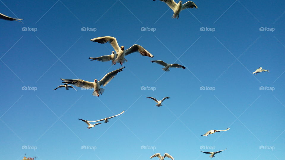 Seagulls in the air