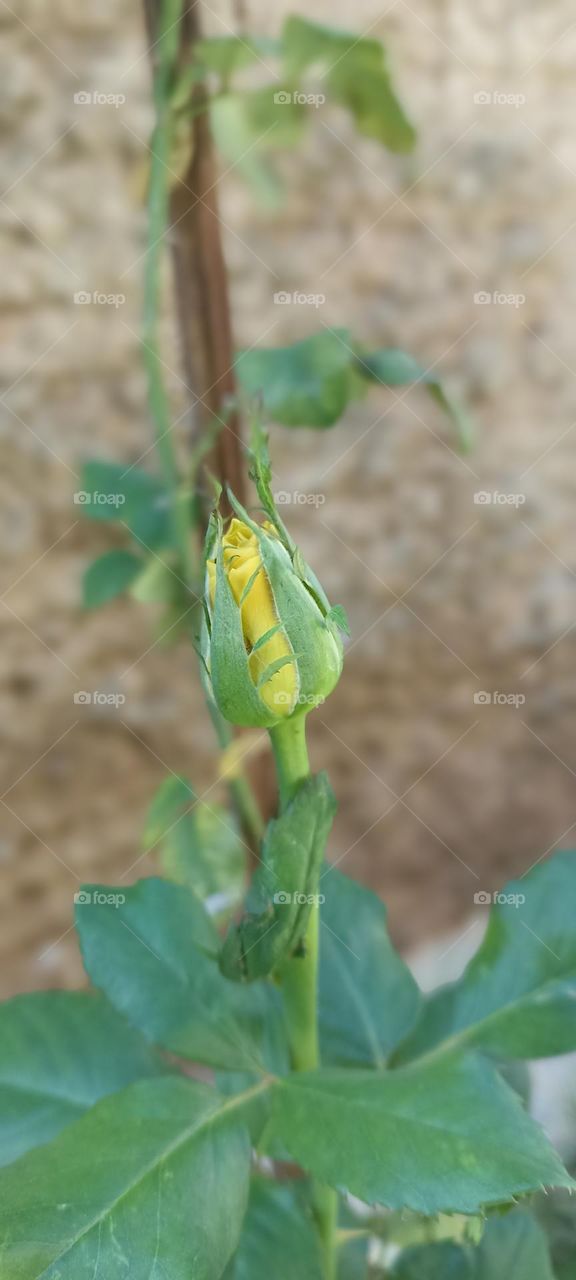 Yellow rose in bud