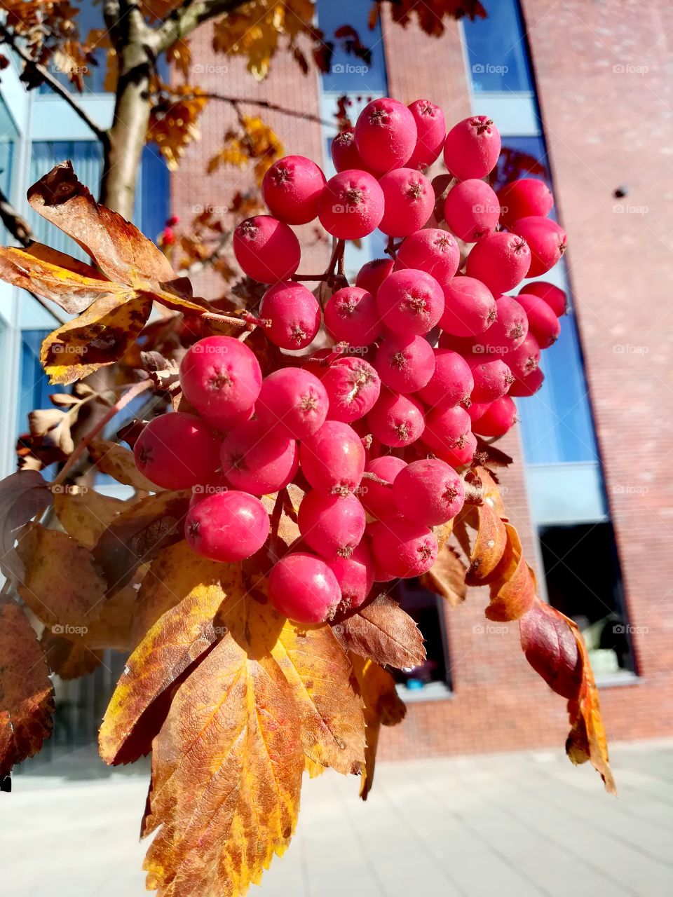 Lovely colors of autumn