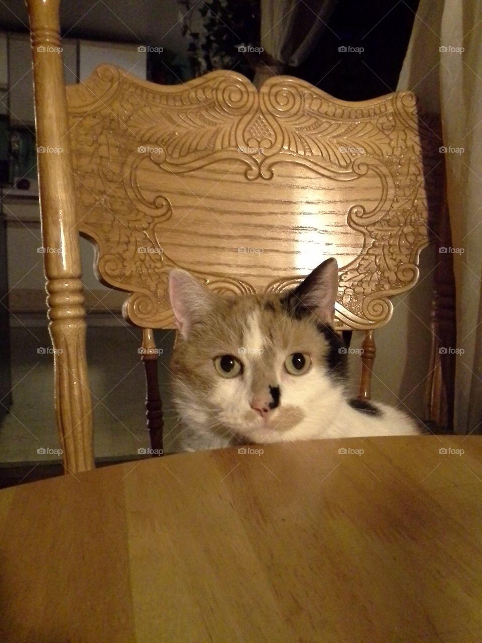 Booboo is ready for dinner.. Booboo decided to sit with us one night for dinner too.