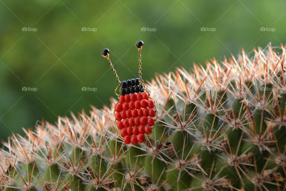 Cactus, Nature, Sharp, Flora, Spine