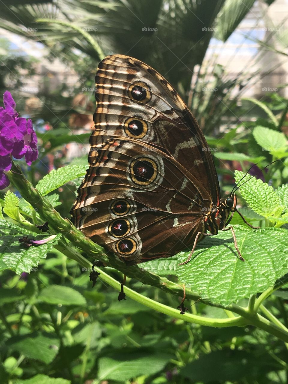 Butterfly on plant