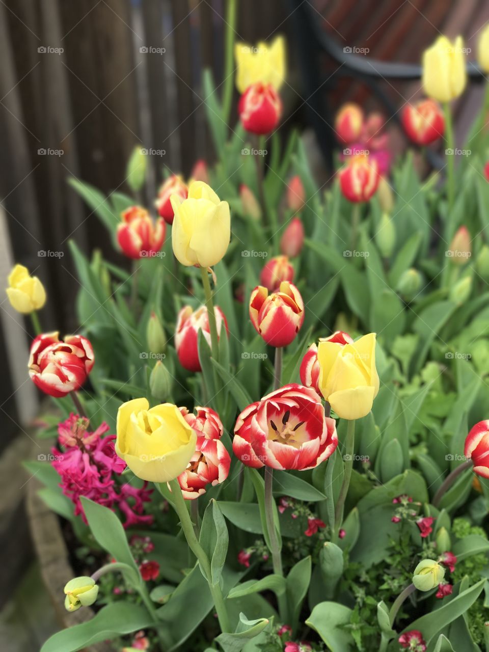 Tulip mania in San Francisco 