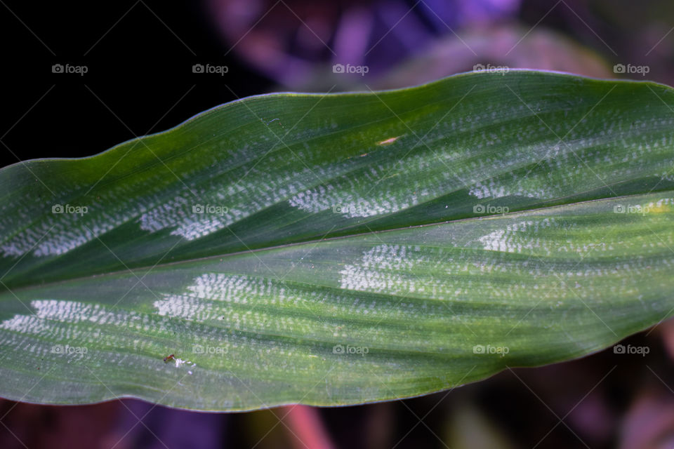 Tekstur of the leaf