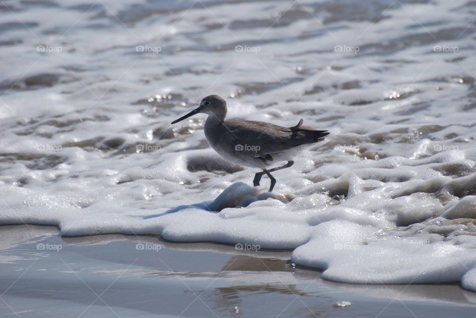 Sea Bird