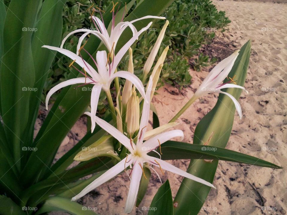 White spider Lily growing on the beach in Oahu,Hawaii