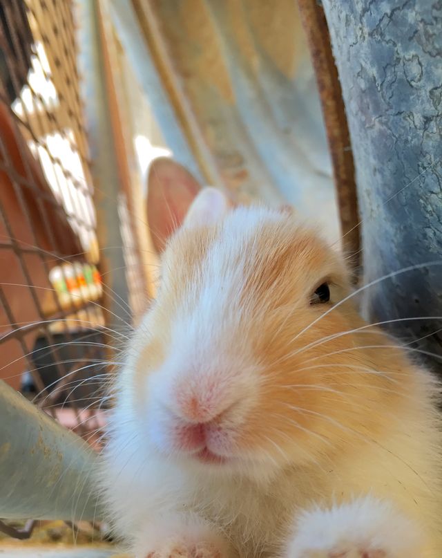 My Rabbit 🐇