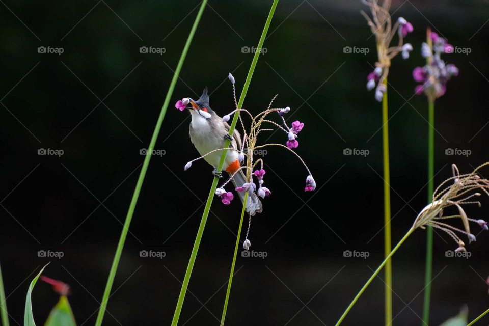 bird with flowers
