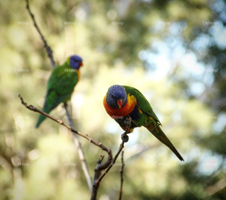 Parakeet perching on tree branch