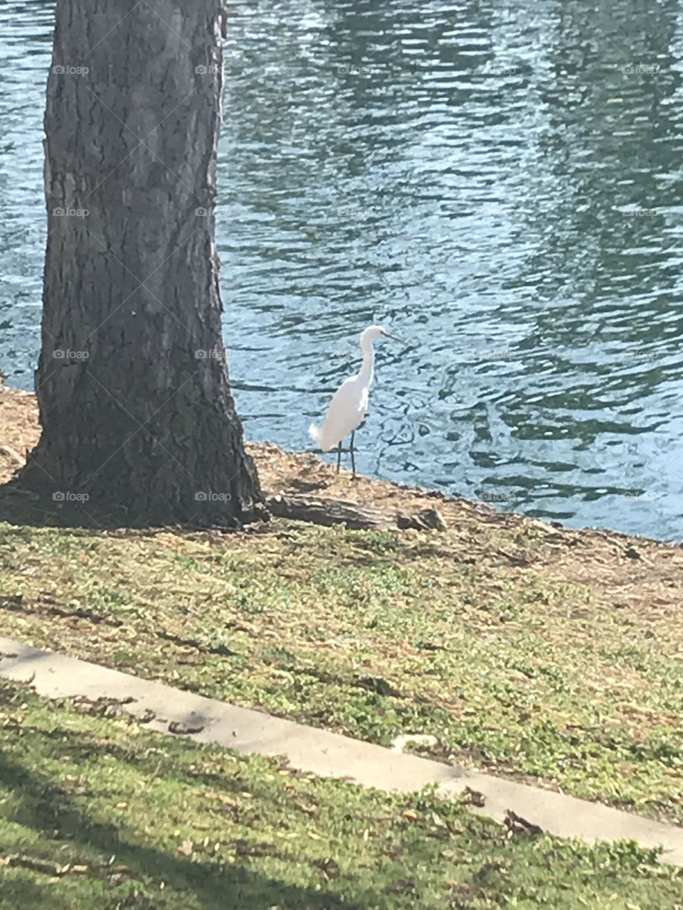 Snowy egret at the pond