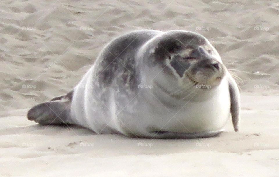 smiling seal