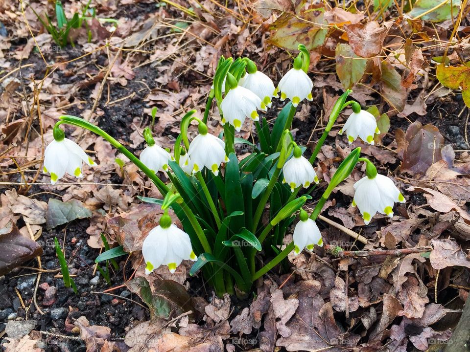 Group of flowering white Spring snowflakes among brown fall leaves outdoors in early spring in Sweden.