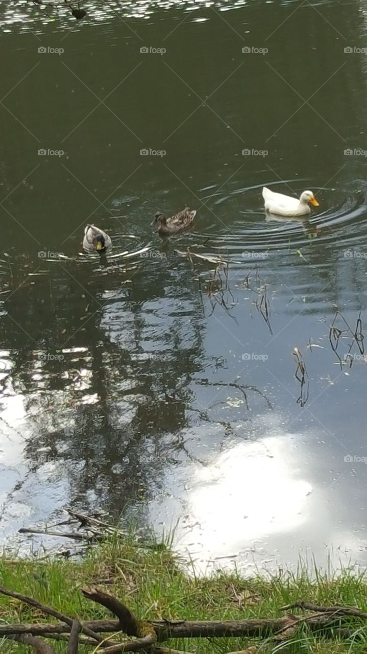 ducks in pond