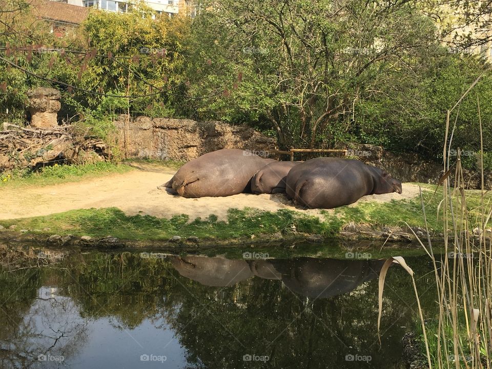 Hippo bums