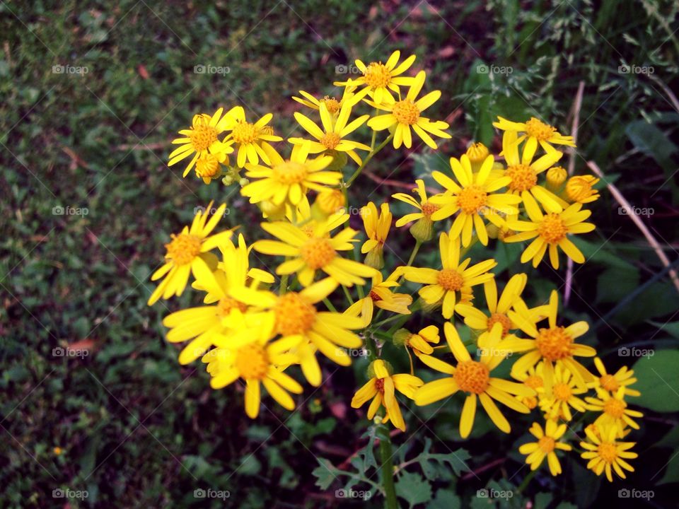 Yellow flowers . Yellow wild flower 