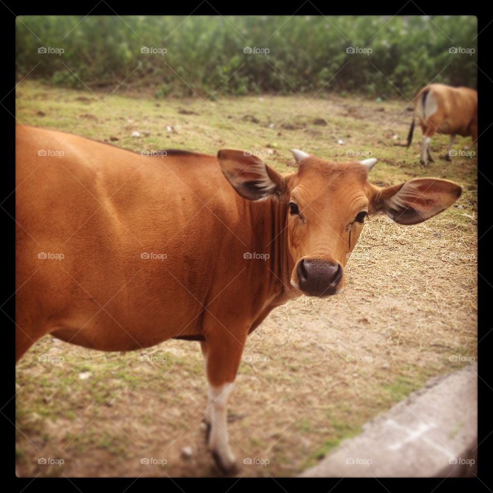 Moo. A cow in bali - I love cows 