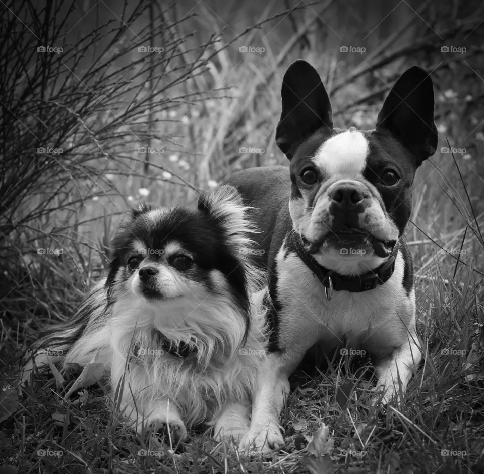 Fluffy and George