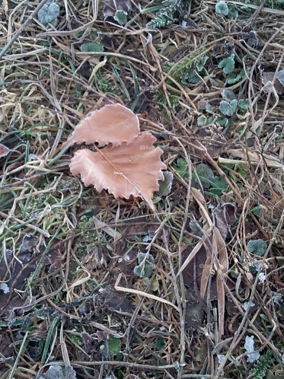 frozen leafs