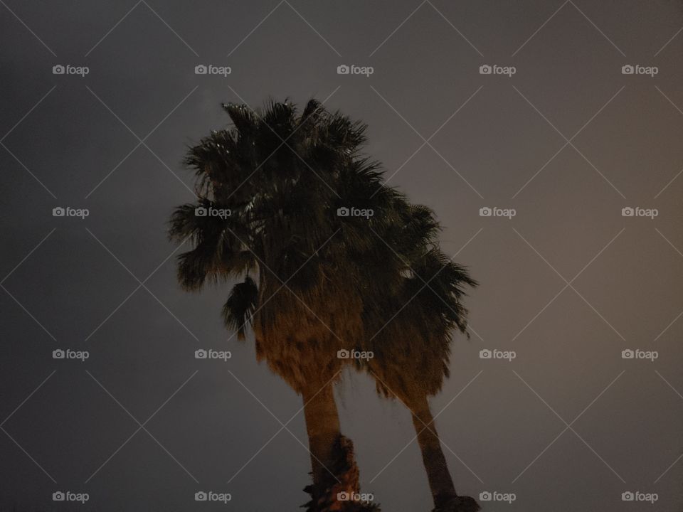 two palm trees lit up by the moon