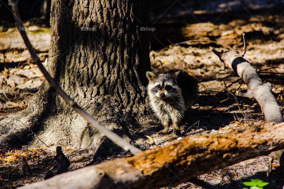 Raccoon