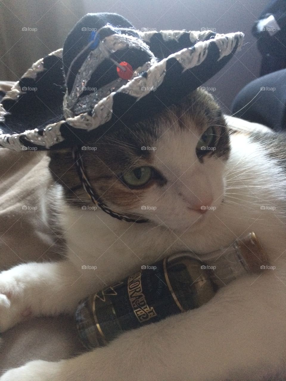 Sombrero meow 