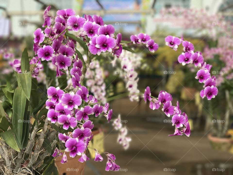 Bunch of Thai orchid flowers