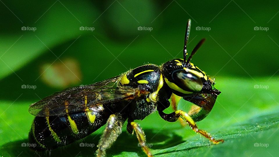 bee drinking water or honey