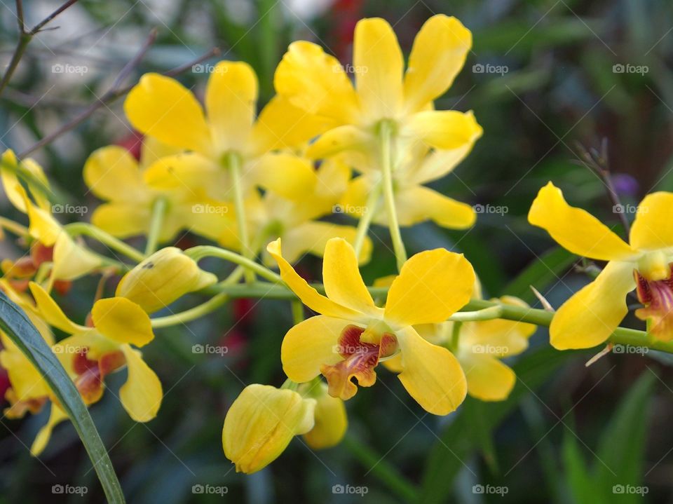 Yellow orchids