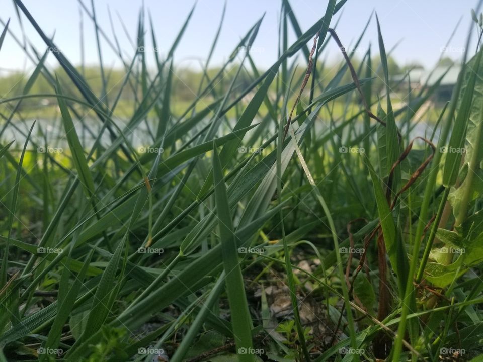 Grass by the lake on a beautiful day