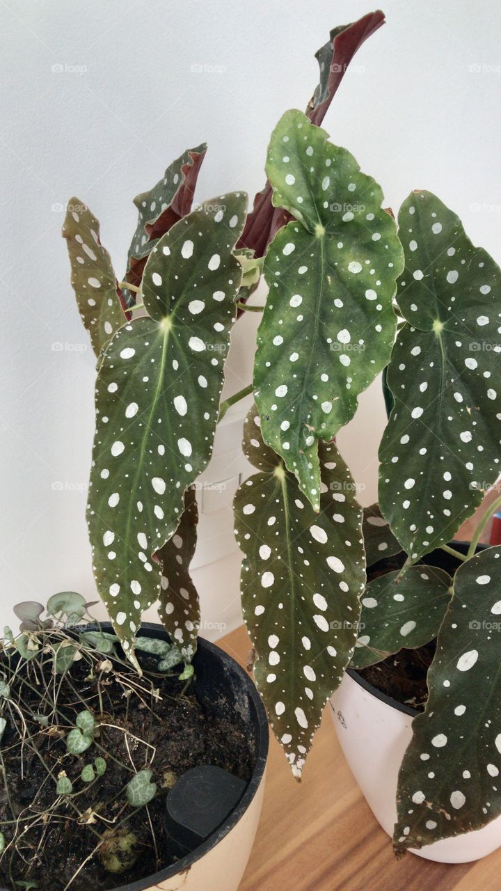 My two different loves. Blemished begonia and tangled heart 