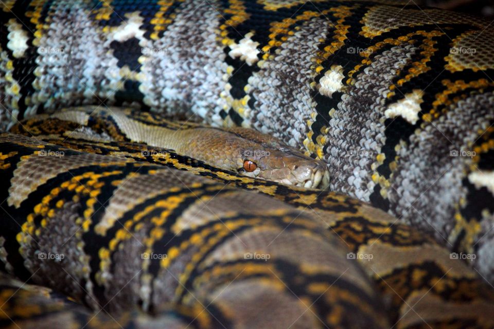 The Burmese python (Python bivittatus) is one of the five largest species of snakes in the world (about the third-largest as measured either by length or weight). It is native to a large area of tropical South and Southeast Asia. Until 2009, it was considered a subspecies of Python molurus, but now is recognized as belonging to a distinct species.[3]