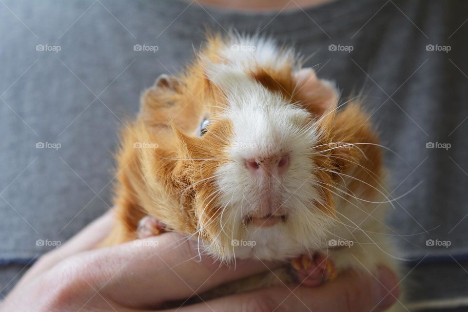 funny portrait guinea pig in the male hands love pet