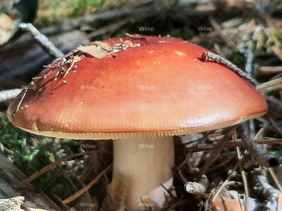 red mushroom in forest