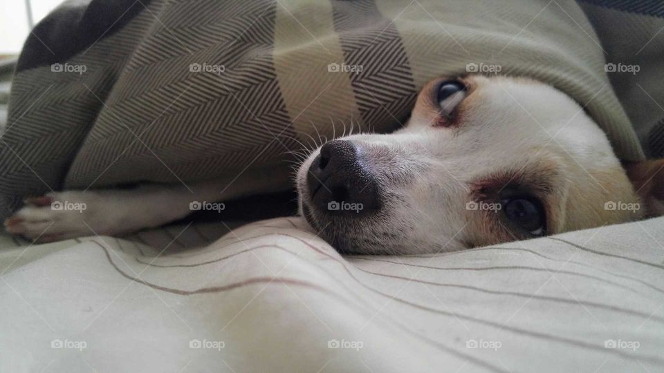 Comfy Chihuahua
