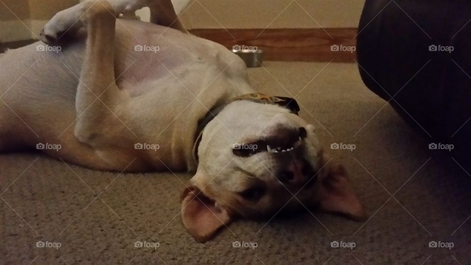 Our Shiba inu and basenji mix being silly & lazy!