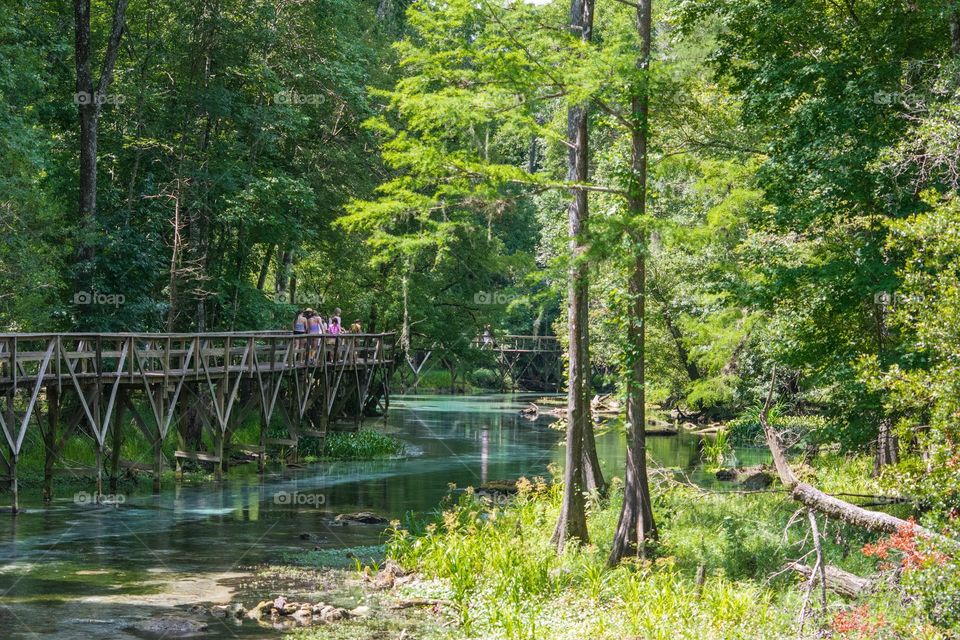 Nature. Blue springs Florida 