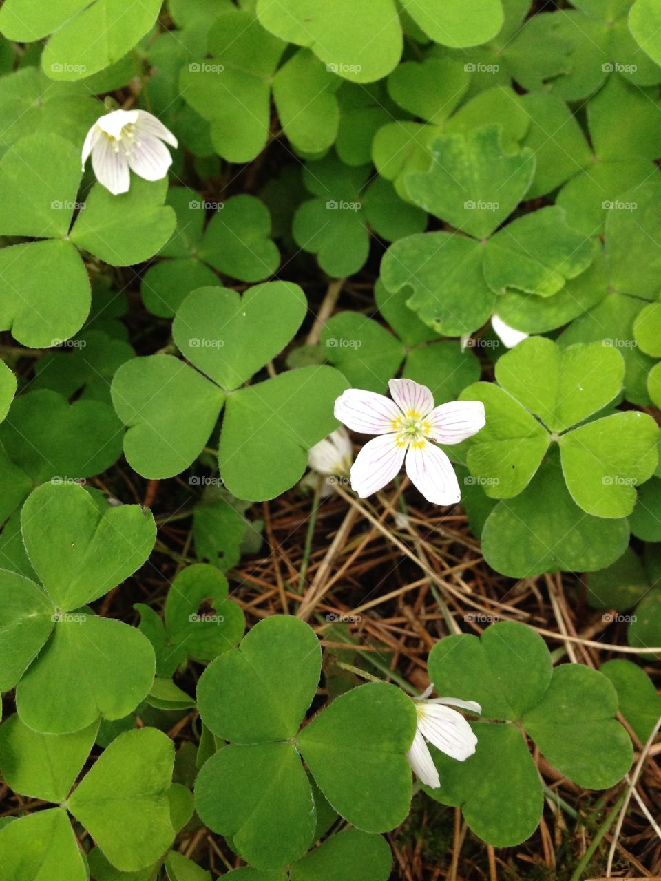 Woodland plants