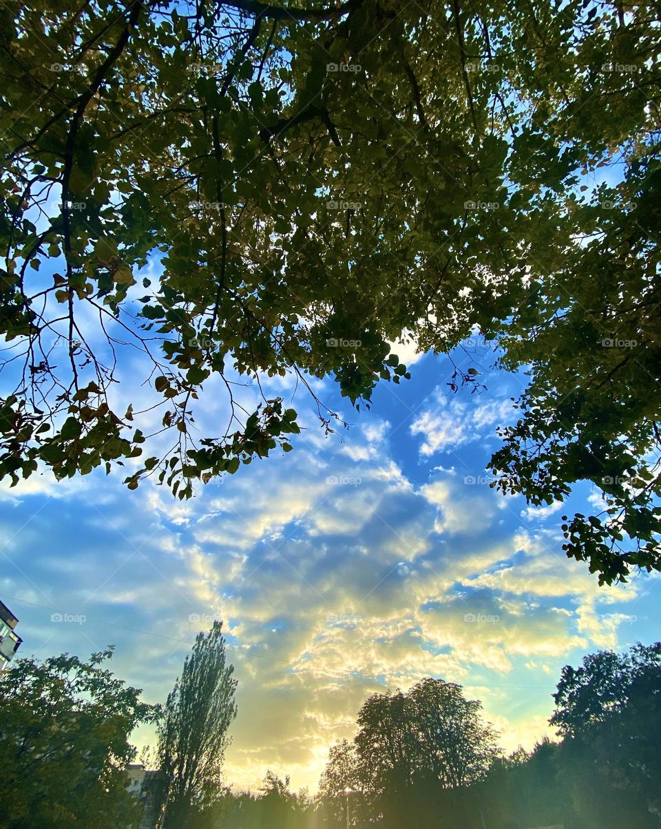 #sky #trees #