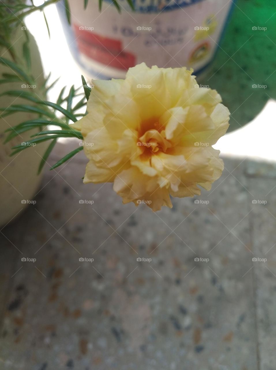 yellow flower shurb small in size fresh seasonal looking very beautiful generally found everywhere