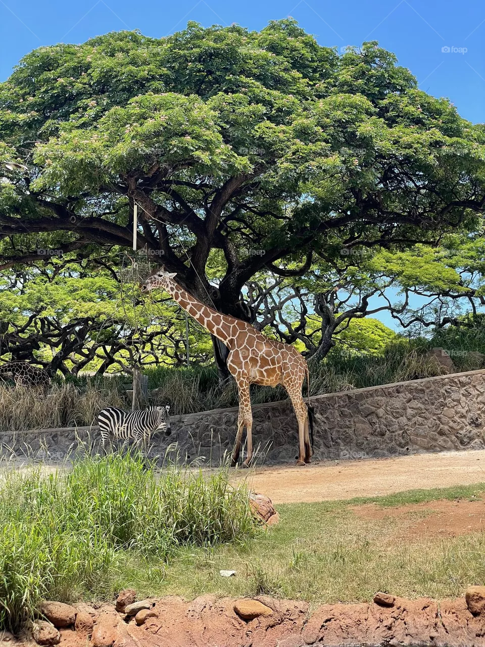 Zebra and Giraffe 