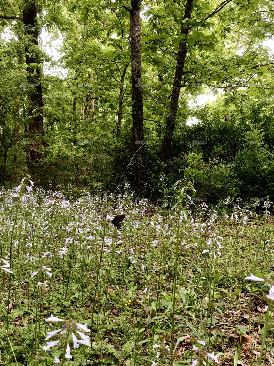 Springtime meadow on overcast day