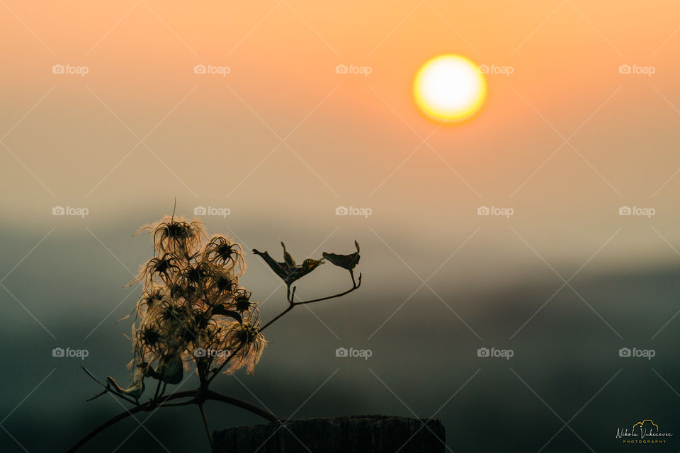Flower and sun