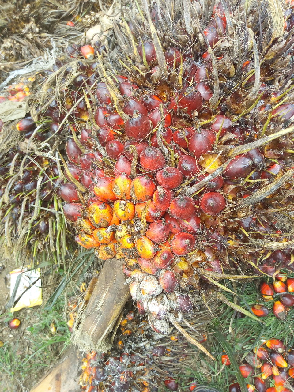 Palm canel nut bunches