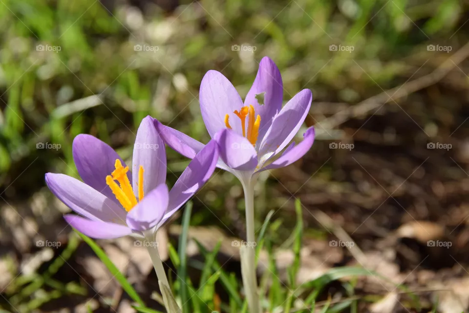 Springtime
