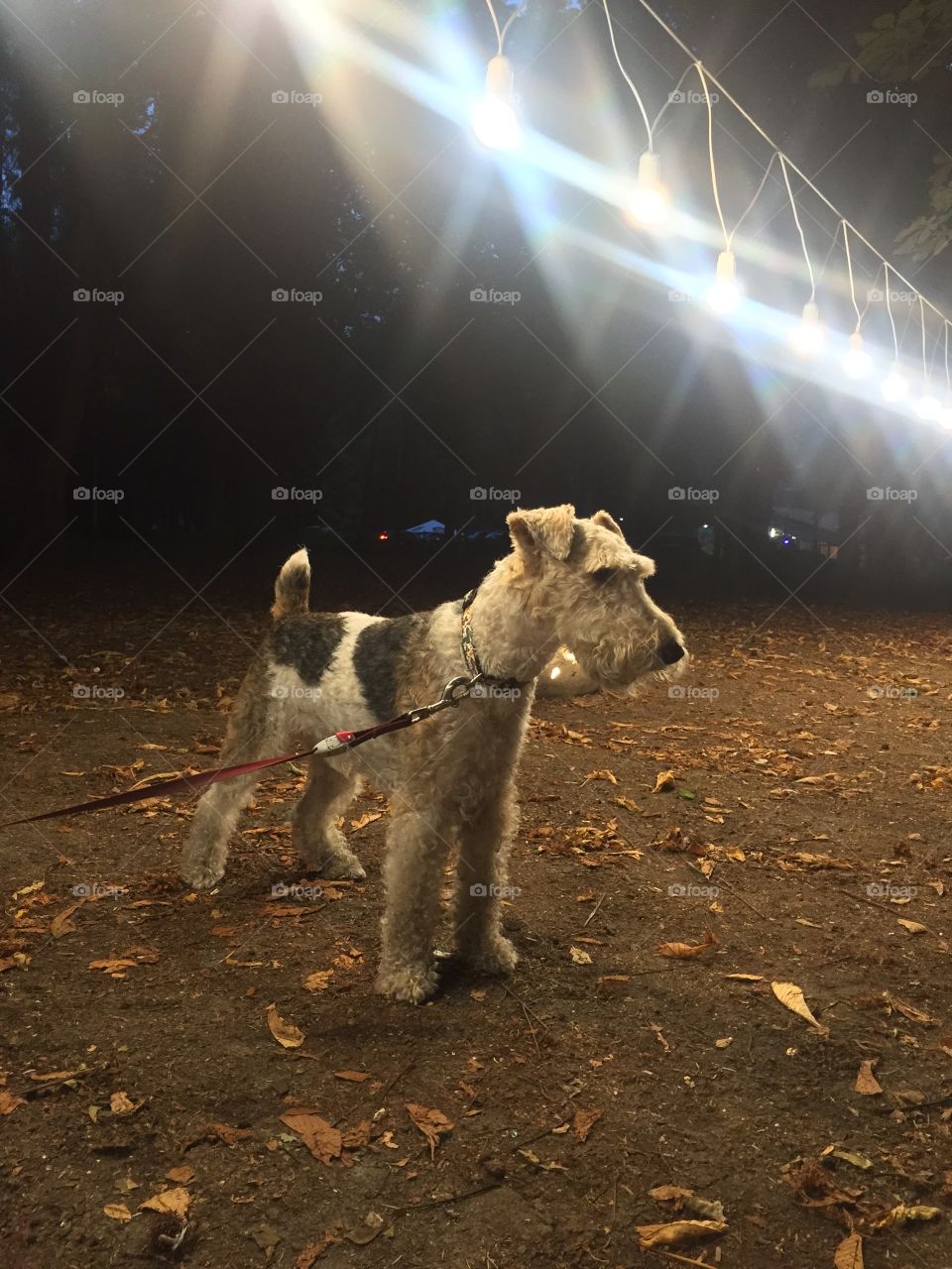 A dog standing on the park in the evening under lanterns