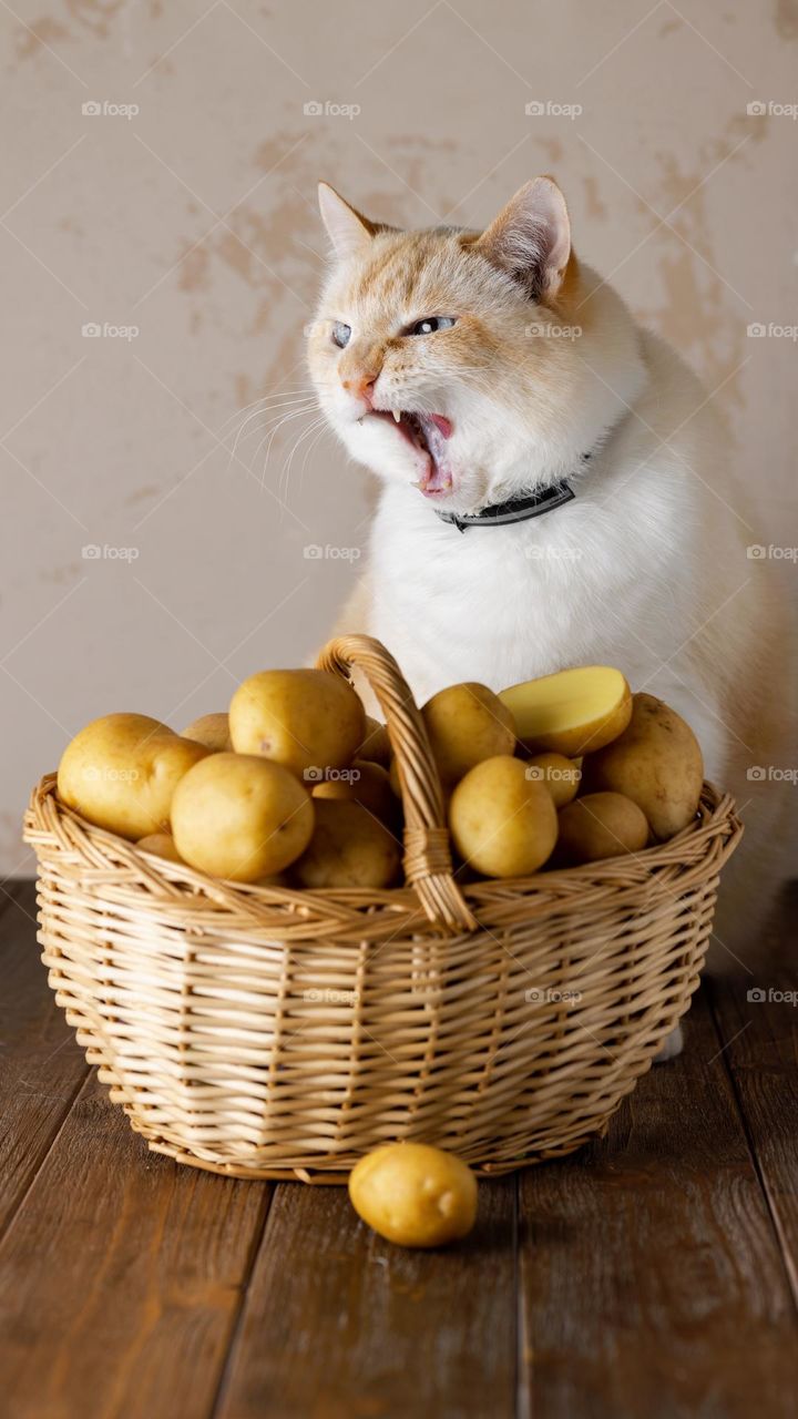 A red-haired cat is sitting by a basket of potatoes. The cat is outraged