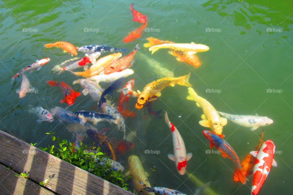 Koi fish pond